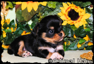 Joseph the Chihuahua puppy