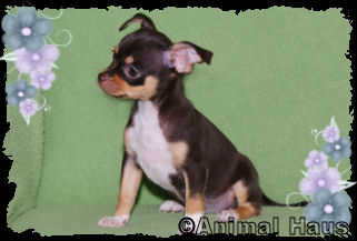 Lily the Chihuahua puppy