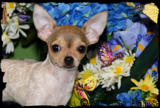 Lacy the Chihuahua puppy