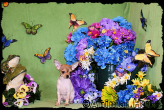 Lacy the Chihuahua puppy