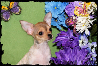 Lacy the Chihuahua puppy