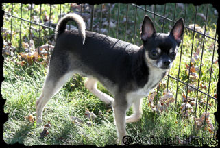 Lance the Chihuahua