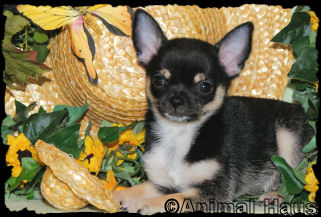 Lance the Chihuahua puppy