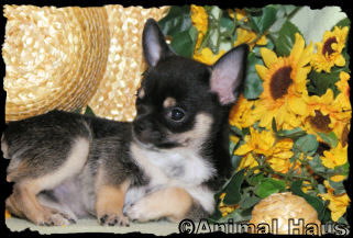 Lance the Chihuahua puppy