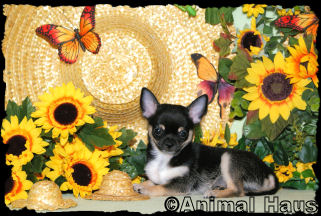 Lance the Chihuahua puppy