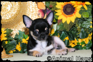 Lance the Chihuahua puppy