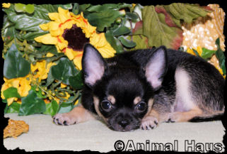 Lance the Chihuahua puppy