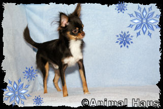 Larry the Chihuahua puppy