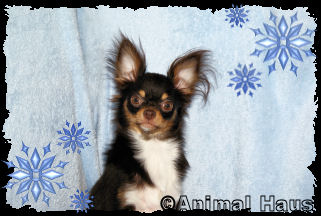 Larry the Chihuahua puppy