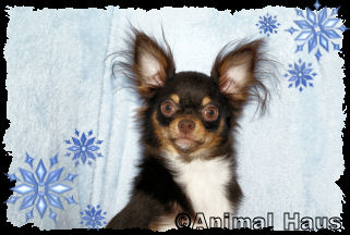 Larry the Chihuahua puppy