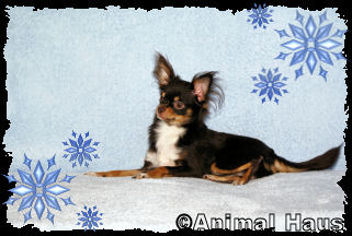 Larry the Chihuahua puppy