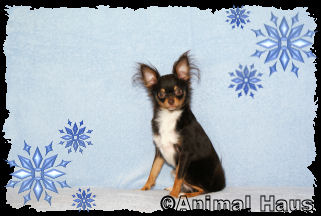 Larry the Chihuahua puppy