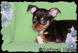 Lily the Chihuahua puppy