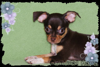 Lily the Chihuahua puppy