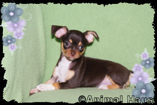 Lily the Chihuahua puppy