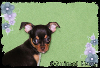 Lily the Chihuahua puppy