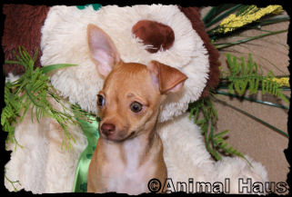 Lindsay the Chihuahua Puppy