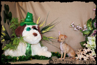 Lindsay the Chihuahua Puppy