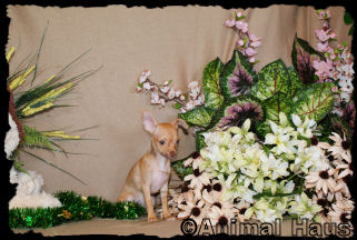 Lindsay the Chihuahua Puppy