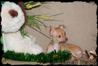 Lindsay the Chihuahua Puppy