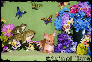 Lindsay the Chihuahua Puppy