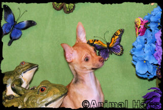 Lindsay the Chihuahua Puppy