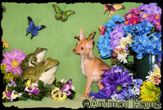 Lindsay the Chihuahua Puppy