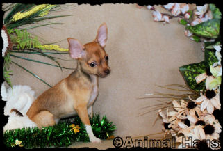 Lisa the Chihuahua Puppy