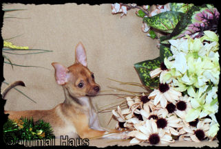 Lisa the Chihuahua Puppy