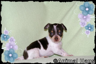 Lola the Chihuahua puppy