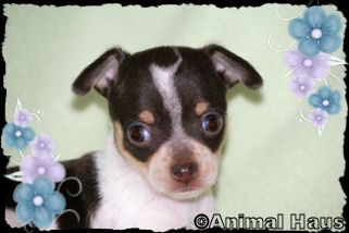 Lola the Chihuahua puppy
