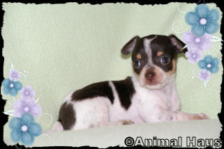 Lola the Chihuahua puppy