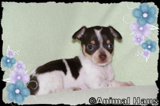 Lola the Chihuahua puppy