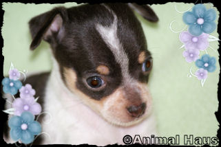 Lola the Chihuahua puppy