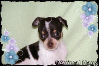 Lola the Chihuahua puppy