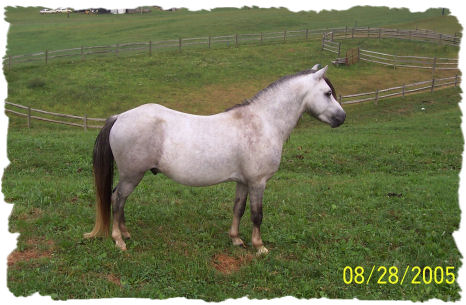 Icy's sire - Loriens Eagle Reverie