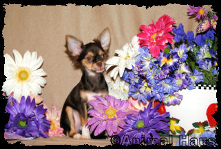 Love Bunny the Chihuahua puppy
