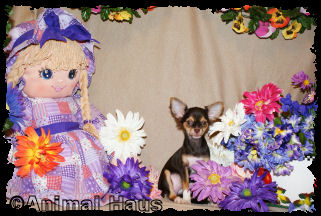 Love Bunny the Chihuahua puppy