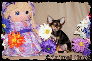 Love Bunny the Chihuahua puppy