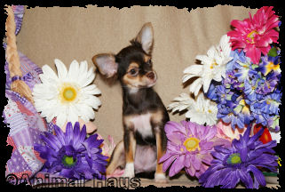 Love Bunny the Chihuahua puppy