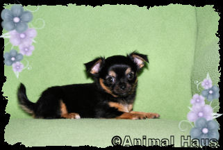 Lydia the Chihuahua puppy