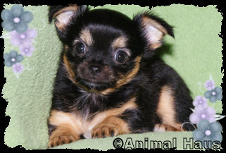 Lydia the Chihuahua puppy