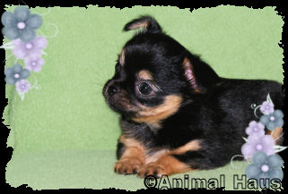 Lydia the Chihuahua puppy