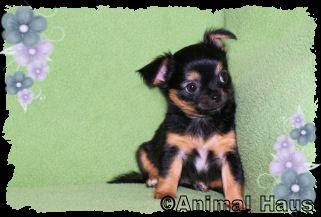 Lydia the Chihuahua puppy