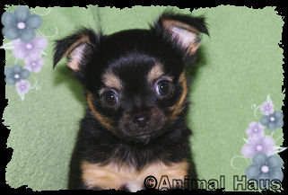 Lydia the Chihuahua puppy