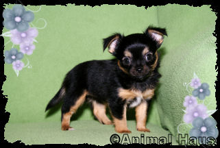 Lydia the Chihuahua puppy