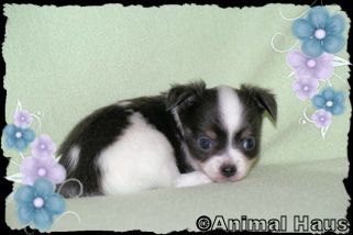 Smokey the Chihuahua puppy