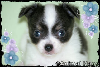 Smokey the Chihuahua puppy