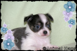Smokey the Chihuahua puppy