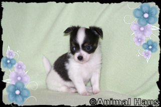 Smokey the Chihuahua puppy